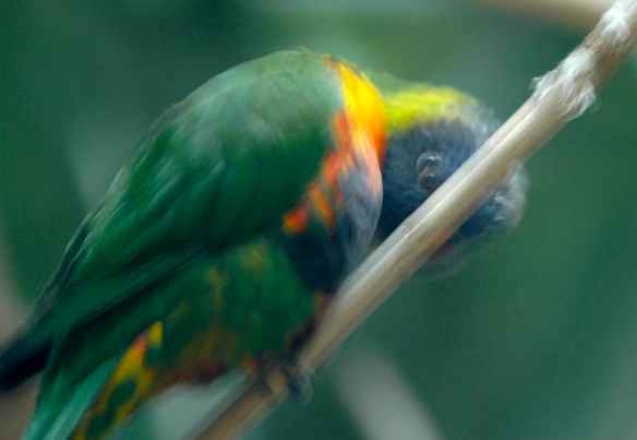 Peekaboo with double-eyes!