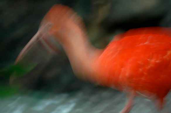 Scarlet Ibis. Photographed at the National Zoo in Baltimore.