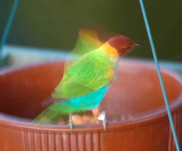 Unknown bird (anyone?). Photographed at the National Aquarium in Baltimore.