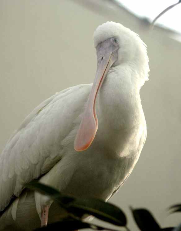 African Spoonbill at the Lincoln Park Zoo in Chicago