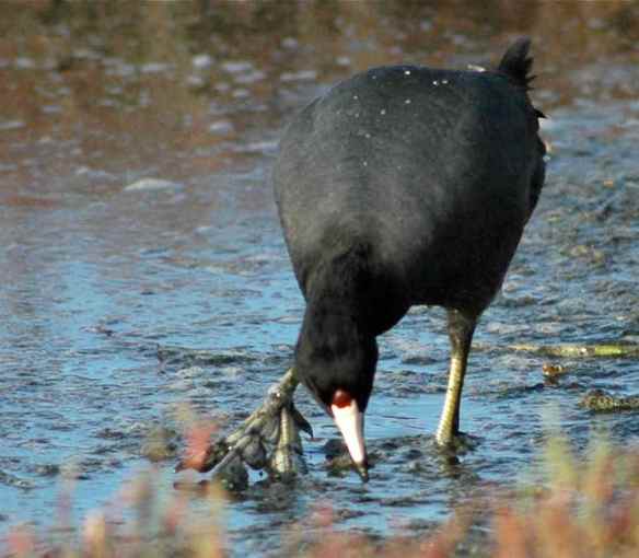 Look at those weird foot-fingers.