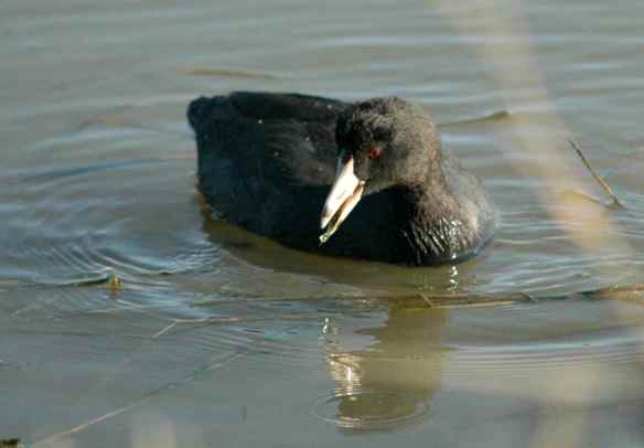American Coot