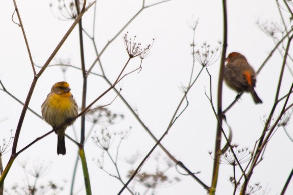 Yellow and orange male House Finches. Photo by Ken-ichi Ueda.