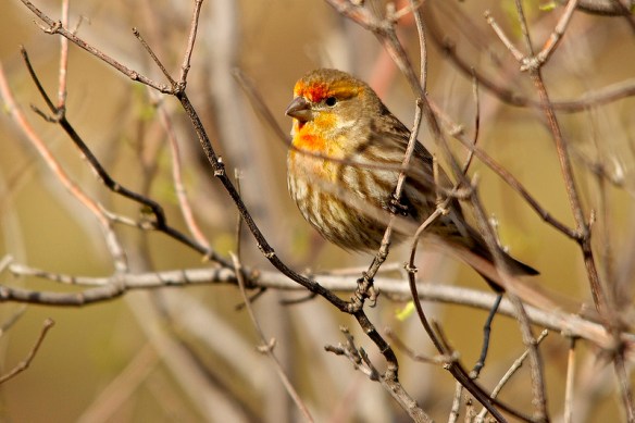 Hurray for orange! (Orange male House Finch. Photo by Nicole Beaulac.)