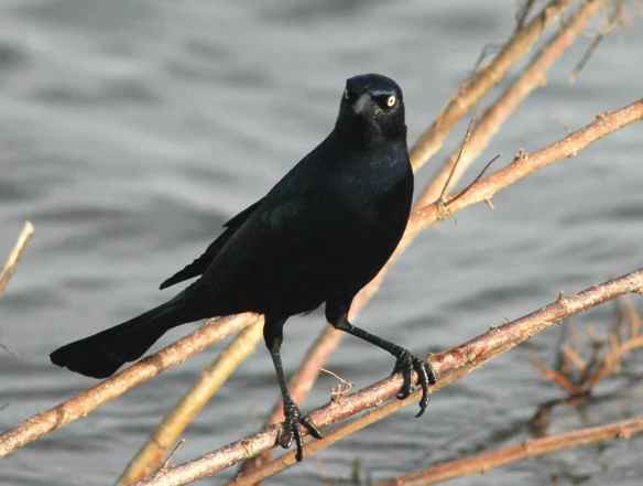 Boat-tailed Grackle in normal posture.