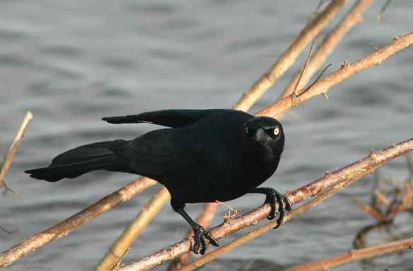 Hunched down, about to spring: the hopping version of the hold phase?