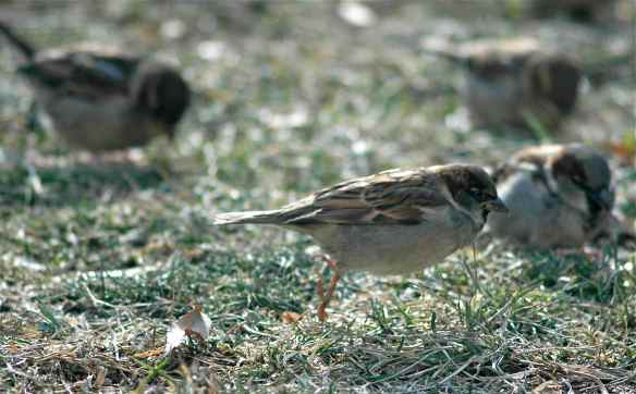 House Sparrow mid-hop: the hopping version of the thrust phase?