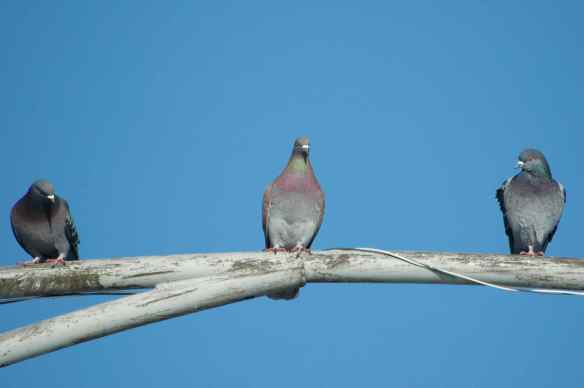 So which is it? Why do we head bob?