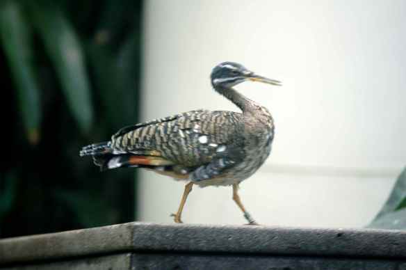 Sunbittern in the hold phase. Photographed at the Lincoln Park Zoo in Chicago.