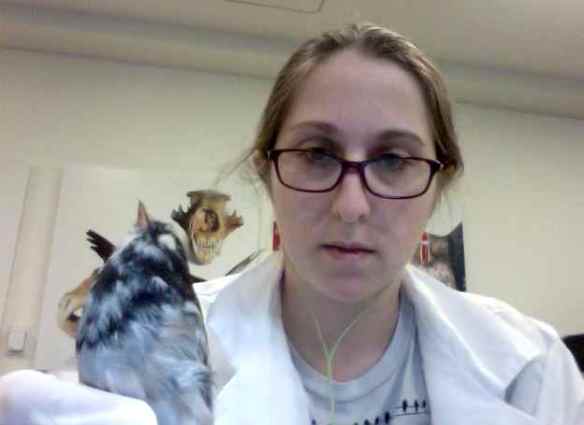 Junco specimen with many white spots. Also notice the skull in the background.