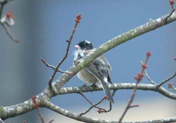 My favorite campus junco.