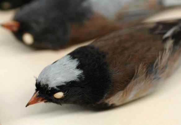 2014_collections_splotchyancestor