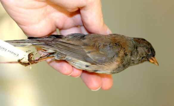 2014_collections_wired