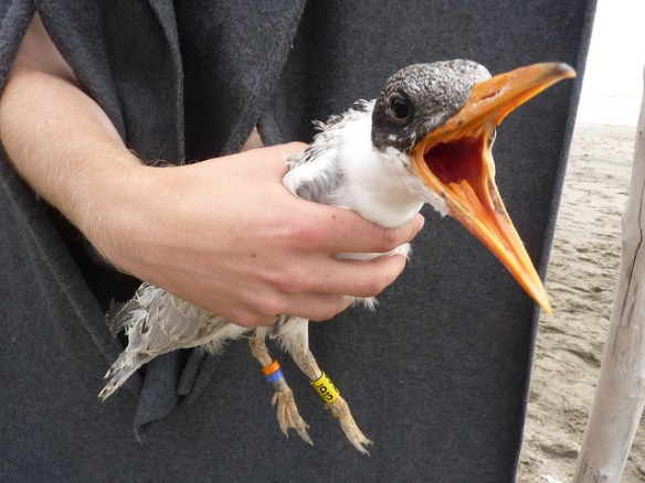 RAWR! Photo by David Craig