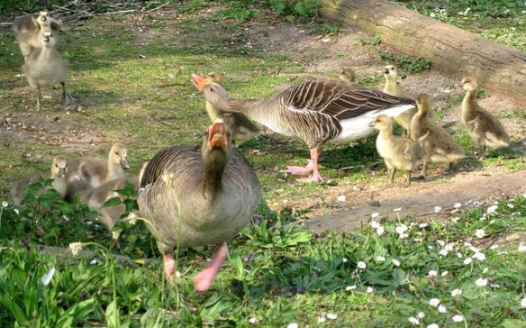 Greylag Geese defending their goslings. Photo by aneye4apicture