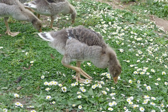 ...over these older Greylag Goose chicks! (Photo by Gordon Joly "LoopZilla")