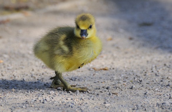 Greylag Goose chick. You can kind of see why the parents might prefer to adopt this guy... (Photo by Peter Femto)