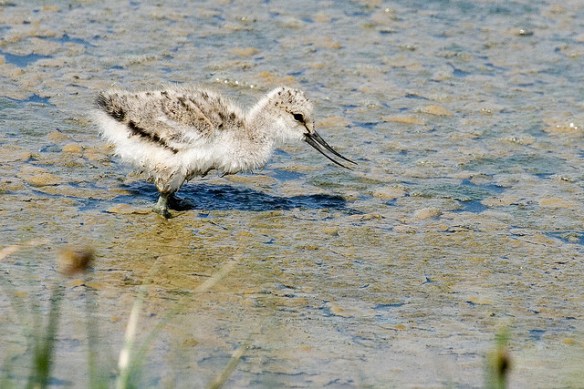 Pied Avocet chick feeding. Photo by Keith Marsha