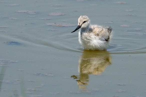 Okay, I would absolutely adopt this guy. Pied Avocet chick. Photo by Keith Marshall