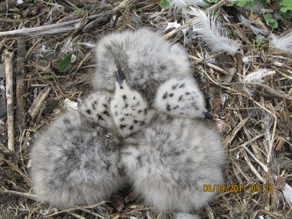 Ring-billed Gull chicks: not too dissimilar. Photo by USFWS Mountain-Prairie