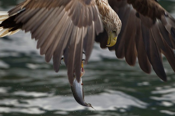 White-tailed Sea Eagle. Photo by Yathin
