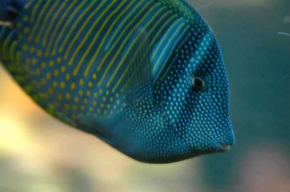 This fish must look even cooler to a mantis shrimp.