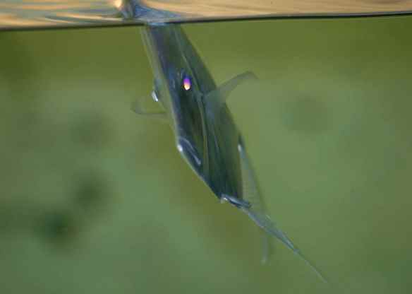 Flat frowning fish says "Bad!" also.