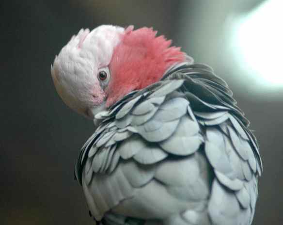 Galah, photographed at the National Aquarium in Baltimore.