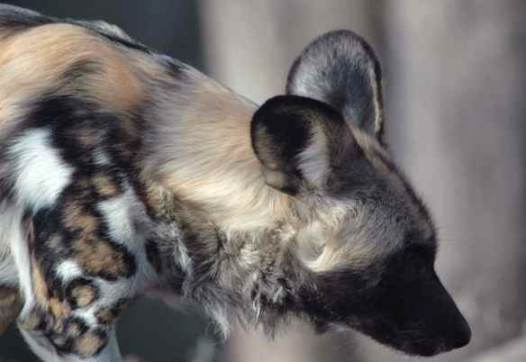 What is it like to be an African wild dog? (Photographed at the Lincoln Park Zoo in Chicago.)