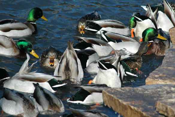 You would need something like this, but more so, with less water.