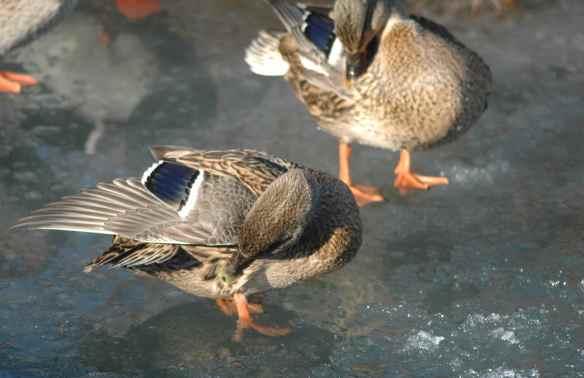 Female Mallards are relieved that their feet are not responsible for melting this ice.