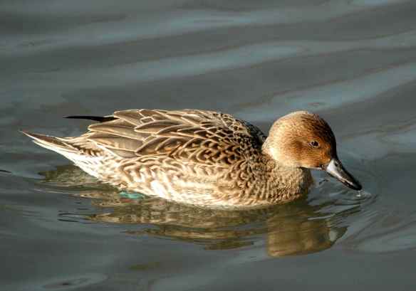 Female Northern Pintail