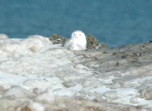 This Snowy Owl's insulating feathers let him sit on this pile of snow without worrying about melting a puddle in it.