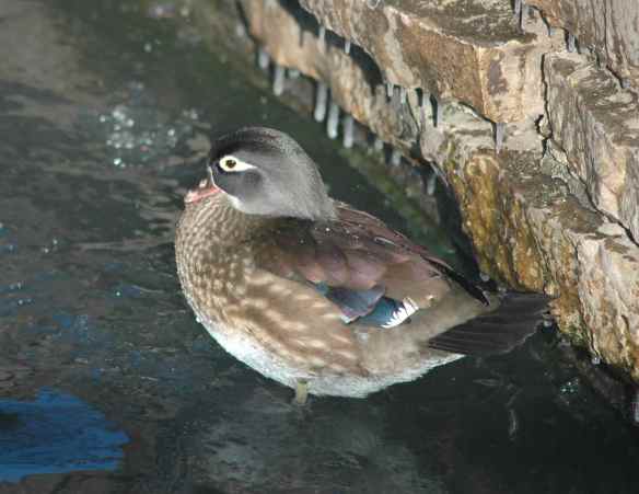 Female Wood Duck in Chicago in the winter.
