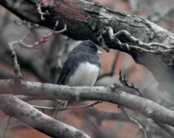 Male junco in Baltimore