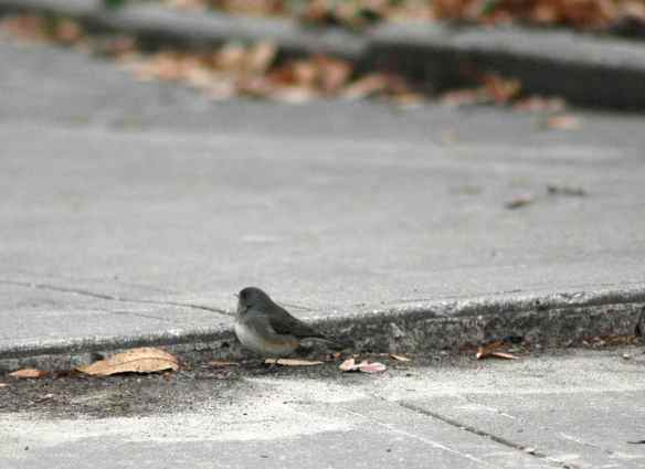 Female junco in Baltimore