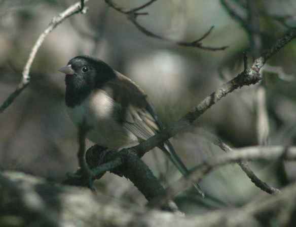 juncos_everywhere_Berkeley4