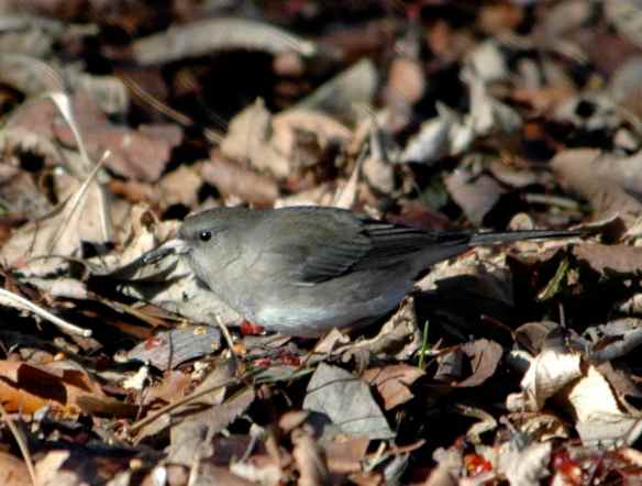 juncos_everywhere_Chicago2