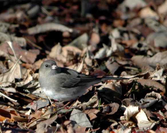 Female junco in Chicago
