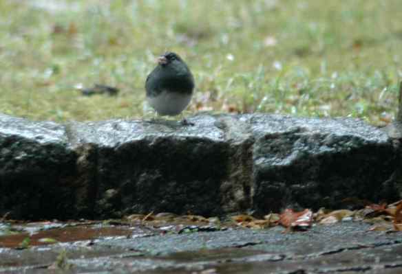 Male junco in Manhattan
