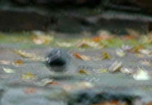 Rare two-head junco in Manhattan!