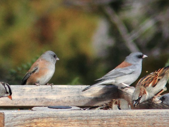 Pink-sided junco, left, and gray-headed junco, right. Photo by Kenneth Cole Schneider*
