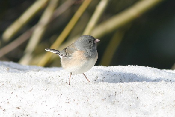 Pink-sided junco. Photo by Marcel Holyoak*