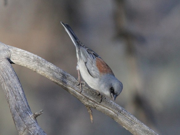 Red-backed junco (the difference between this and gray-headed is the color of the top of the bill). Photo by Caleb Putnam*