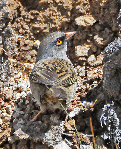 Volcano Junco. Photo by Jerry Oldenettel*