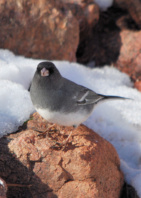 White-winged junco. Photo by John Breitsch*
