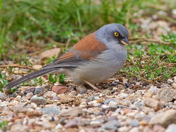 Yellow-eyed Junco. Photo by nebirdsplus*