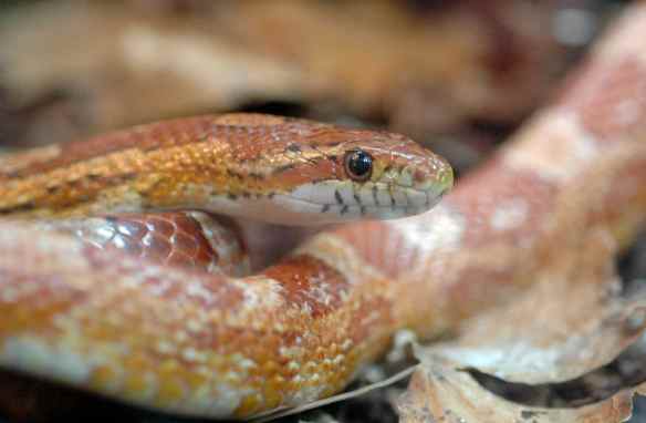 Corn snake