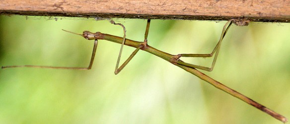 Where do I put this middle foot?? (Photo by taipeivoid)*