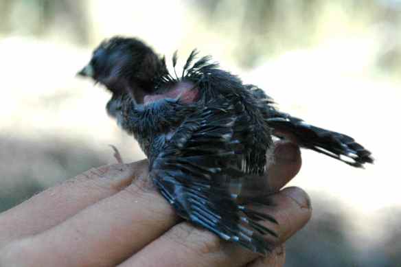 BAGL looks like an Archeopteryx